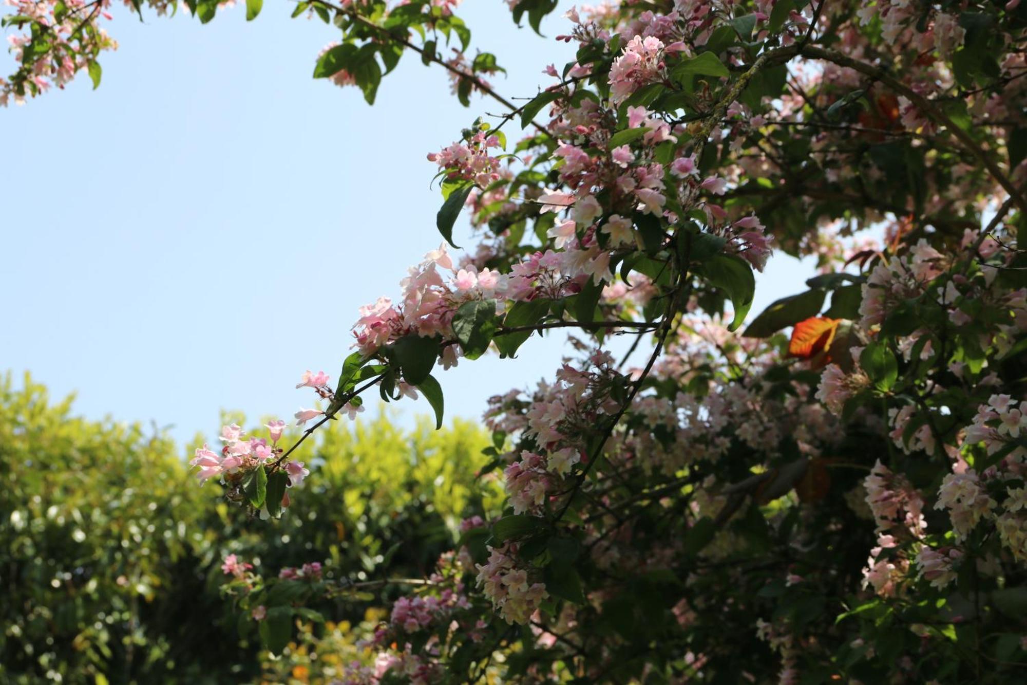 Charmant Logement Dans Un Ecrin De Verdure Le Manoir  Dış mekan fotoğraf